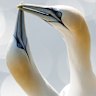 Northern gannets (Morus bassanus) take part in a courtship ritual at the RSPB's Bempton Cliffs reserve on the East Yorkshire coast in Bridlington, England.