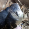Dropped masks threaten to tangle in the happy feet of Phillip Island’s penguins