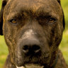 A pitbull