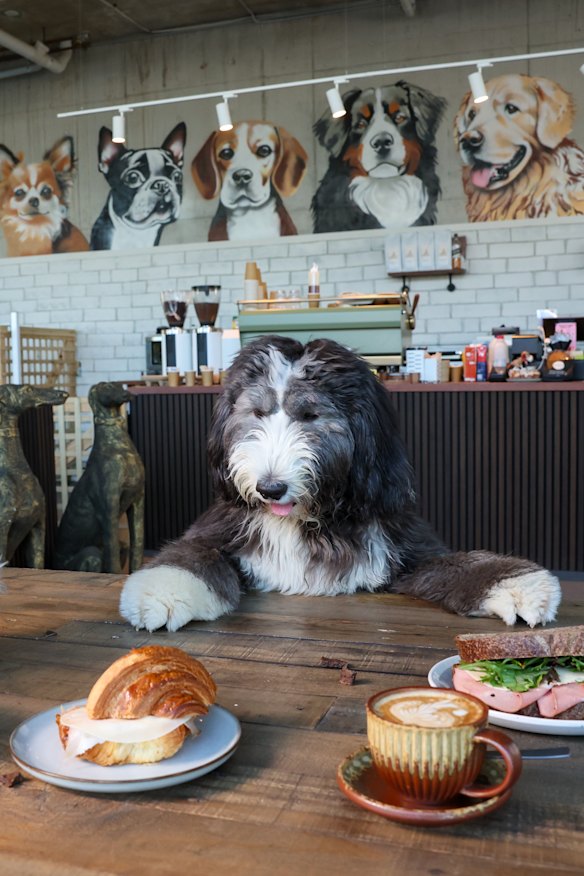 Ned pictured with Son of a Baker pastries and Zest coffee at Baba G’s.