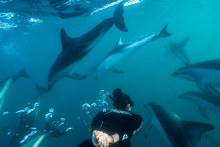 Nothing beats swimming with hundreds of dolphins in Gooch Bay, off the coastal town of Kaikōura north of Christchurch.