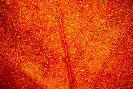 Trees have biological clocks too. Here’s how their leaves change colour