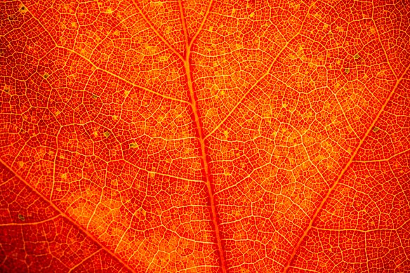 Carotenoids, better known for making carrots and pumpkins orange, give autumn leaves their colours as the green pigments from chlorophyll withdraw.
