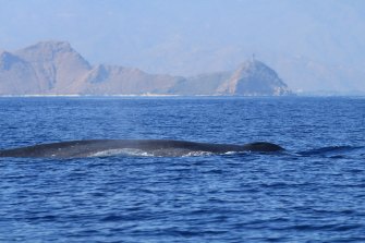 As many as 25 blue whales were spotted in a single day during the recent season in East Timor.