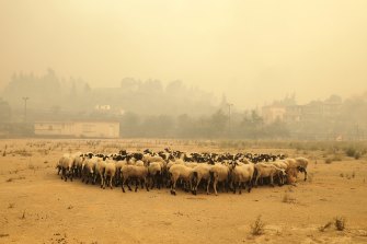 Yunanistan'ın Evia adasında çıkan büyük yangında koyunlar sığınmak için toplanıyor.