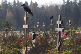 Crows sit on grave crosses in the section of a cemetery reserved for coronavirus victims in Kolpino, outside St. Petersburg, Russia.
