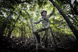 Dr Jeff Kelleway says it is only now that scientists are beginning to understand how mangrove forests are truly extraordinary in their ability to store carbon, virtually unmatched by any other ecosystem on Earth.