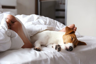 Roughly half of all pet owners co-sleep with their furry friend.