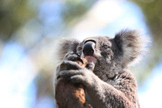 Drought, fire and flood ... and koalas are facing extinction.