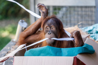 Melbourne Zoo’s orangutans spent less time in areas of their enclosure in which they normally interact with human visitors.
