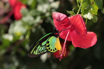 A male New Guinea birdwing butterfly photographed by Trevor Lambkin.