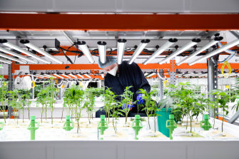 Cannabis seedlings at the secret Australian Natural Therapeutics Group facility.