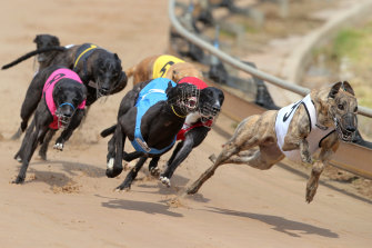 Greyhound trainers are threatening to strike this Saturday over a pay dispute and claims of unfair treatment.