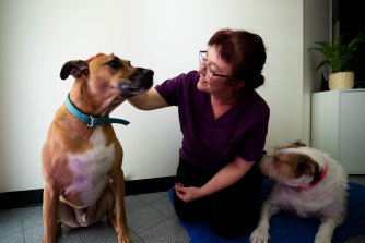 Summer Hill vet, Sandra Hodgins, with two bonded dogs, Liam and Maya.