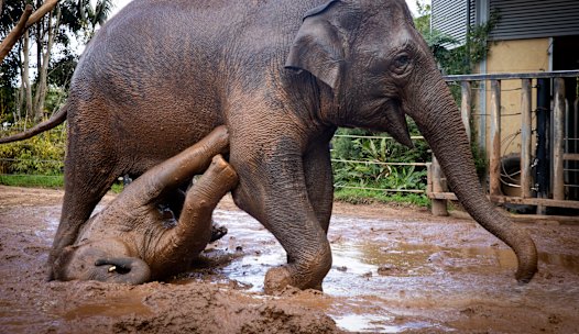  Jai Dee, with 27-year- old aunty Tang Mo at Sydney Taronga Zoo. 