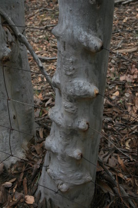 Mundoonen Nature Reserve’s wire-challenged tree.