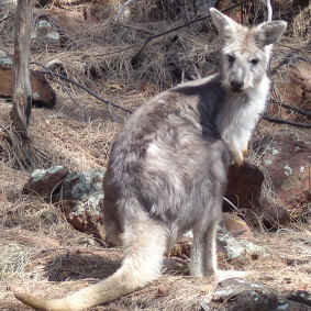 Female wallaroo on Mount Ainslie.