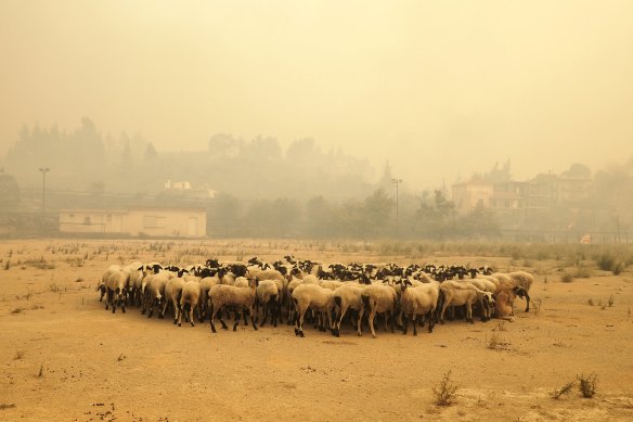 Sheep gather for cover during a wildfire on the Greek island of Evia.