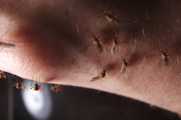 Mosquito numbers have increased in Victoria in recent weeks as a result of flooding and wet weather.