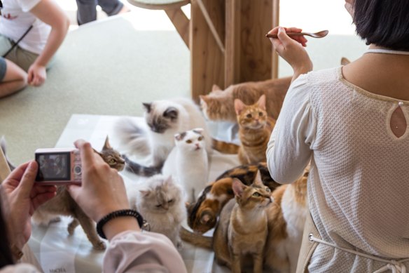 Cool for cats.