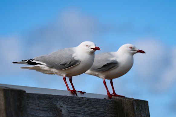 Seabirds are among the most directly affected species of animals in the bird flu outbreak but other wildlife may also feel the impacts through less vet care, WA has warned.