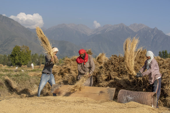 Kashmiri villagers thresh rice after harvest in the outskirts of Srinagar, Indian controlled Kashmir. Agriculture is the main source of food, income and employment in the mostly Muslim region.