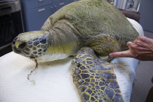This turtle, with fishing wire in its mouth and around a flipper, needs surgery to save its life.