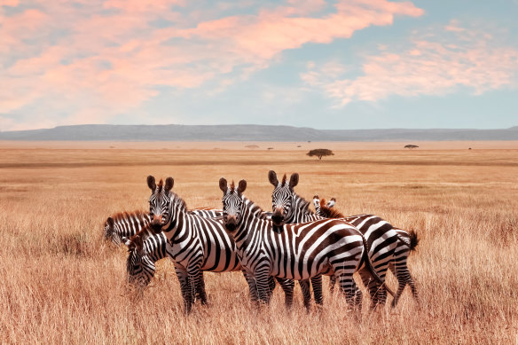 Zebras of the Serengeti.
