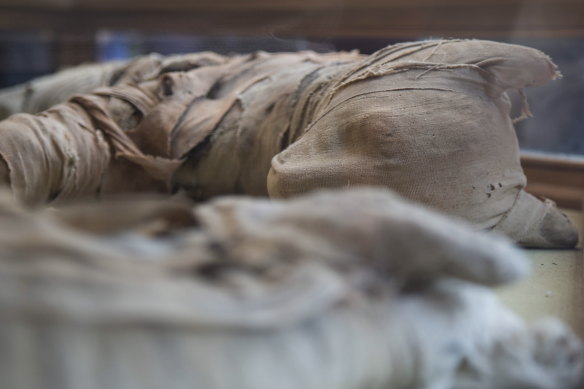 A mummified lion is displayed after it was excavated in Saqqara, south of Cairo.