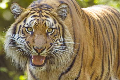 Scientists estimate deforestation has caused a 10 per cent decline in the number of Sumatran tigers between 2008 and 2017.