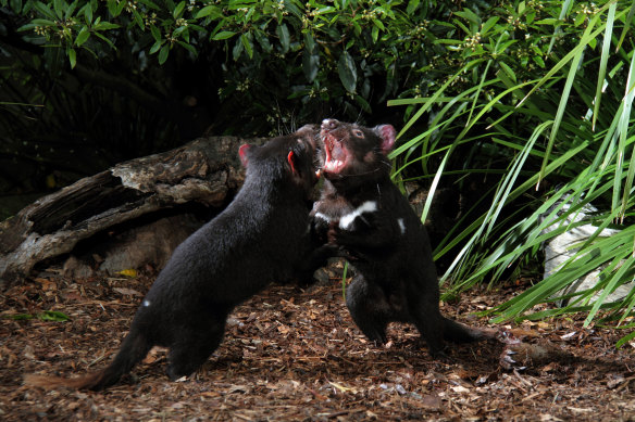 An attempt to reintroduce a small “insurance” population of Tasmanian devils free from the deadly facial tumour to Maria Island was successful, but decimated the island’s colony of little penguins. 
