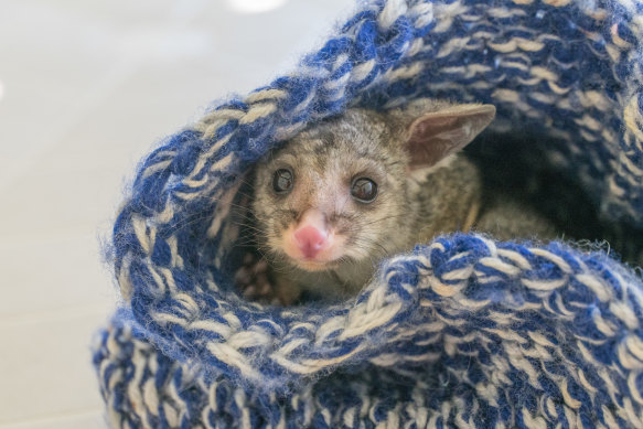 A brushtail possum in a home made wildlife pouch, cared for by a WIRES volunteer.