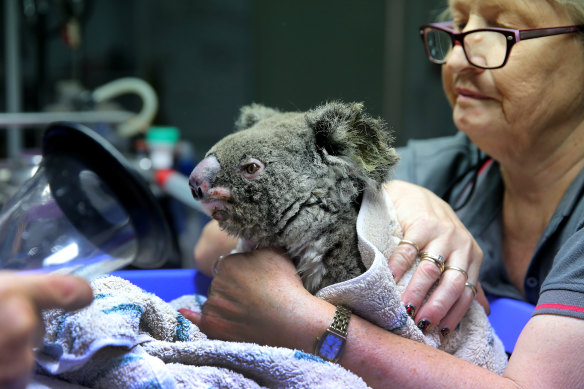A koala named Frizzle from Taree is treated for burns.