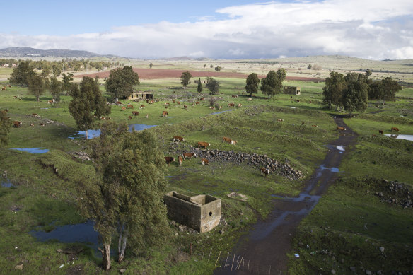 A herd of cows graze near Moshav Keshet in the Israeli-controlled Golan Heights. 