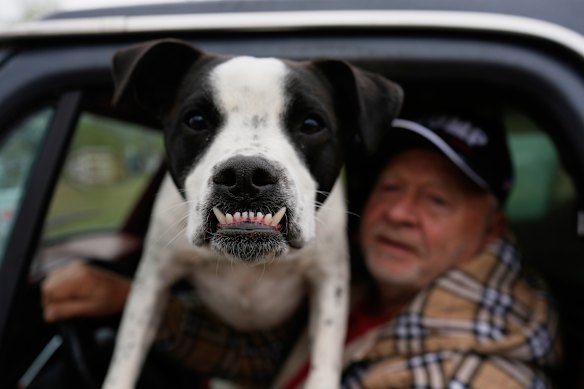 Collin leans out of the truck window as his owner surveys the Kentucky River’s receding floodwaters, USA.