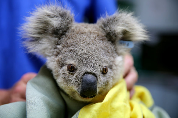 A koala named Pete from Pappinbarra is treated at Port Macquarie Koala Hospital after fires in November.