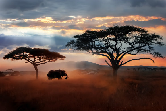 An elephant in the Serengeti National Park, Tanzania.
