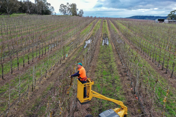 Apple grower Mark Wood at his Harcourt orchard, where he will soon have beehives for pollination. 