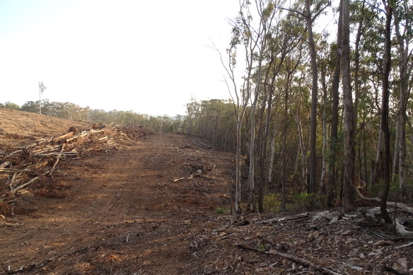 The government "noted" or gave "support in principle" to most of the recommendations, such as backing a "process to allow for the monitoring of unexplained clearing".