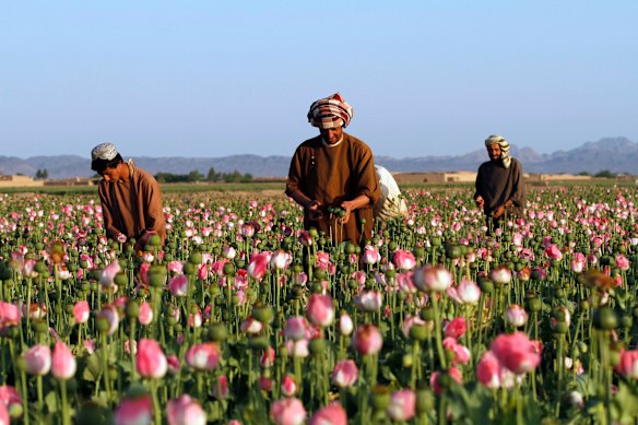 Afghanistan was once the source of most of the world’s raw opium, used to produce heroin.