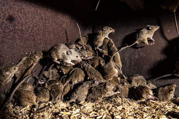 Trangie farmer Jason McCutcheon has been dealing with mice since February.