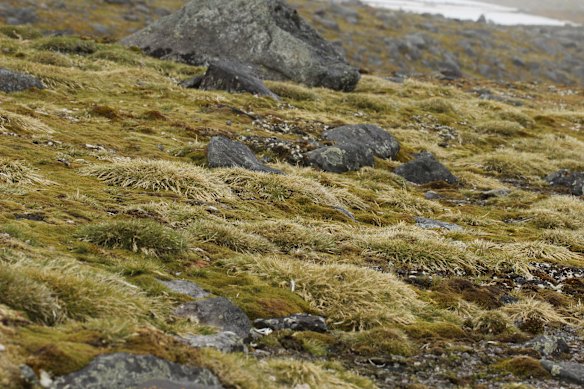 Grass growing across western Antarctica.