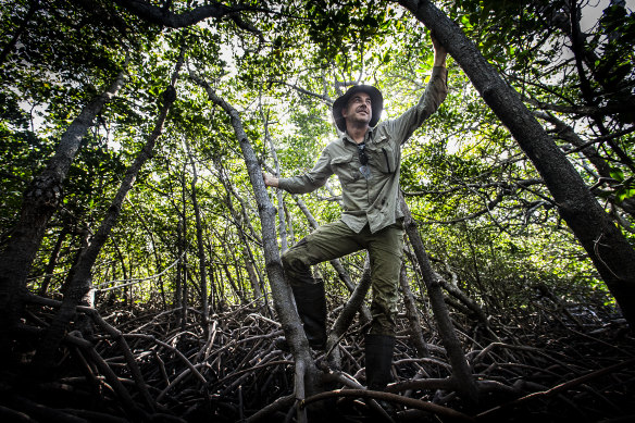 Dr Jeff Kelleway says it is only now that scientists are beginning to understand how mangrove forests are truly extraordinary in their ability to store carbon, virtually unmatched by any other ecosystem on Earth.