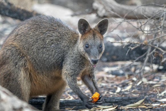 Thousands of kilograms of carrots and sweet potato were delivered to endangered brush-tailed rock wallabies in NSW.