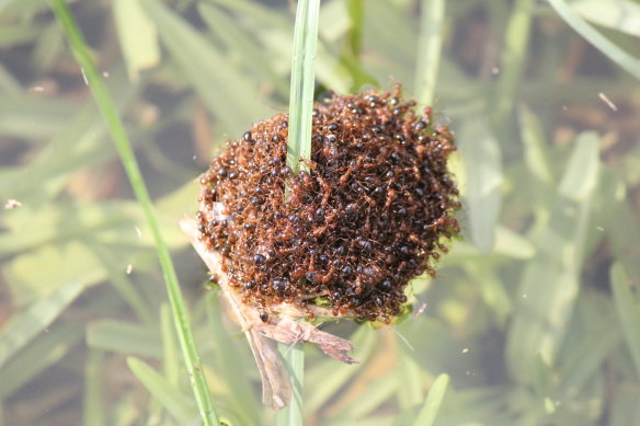 Fire ants forming a raft in floodwaters in south-east Queensland in January.