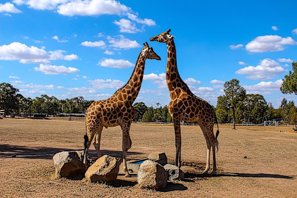 Pay the locals a visit at Taronga Western Plains Zoo. 