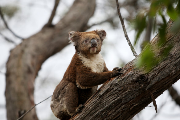 A koala affected by the summer bushfires. Conservationists warn that the Nationals' demands would water down protection laws.