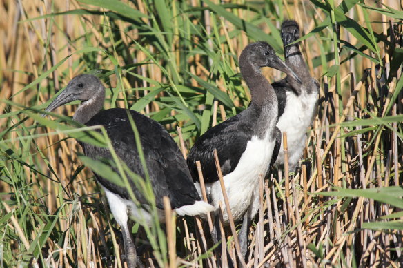 Straw-necked ibis in the Macquarie Marshes after water returned to the key wetlands.