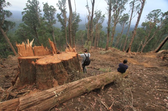 Logging in Victoria's native forests will be completely phased out by 2030. 