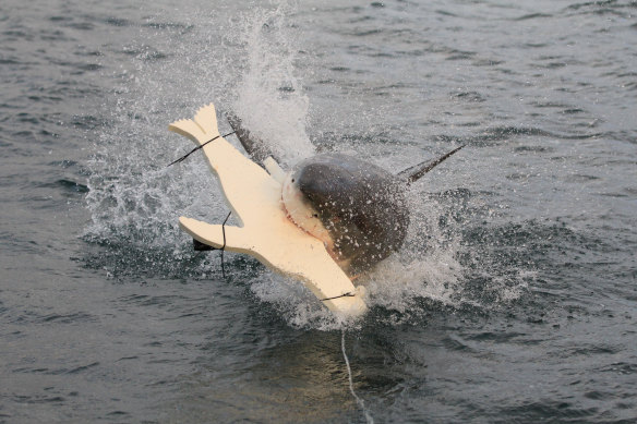 Macquarie University researchers tested boards shaped like seals to see if they could trick sharks with light. 